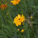 yellow helenium daisies