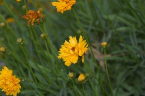 yellow helenium daisies